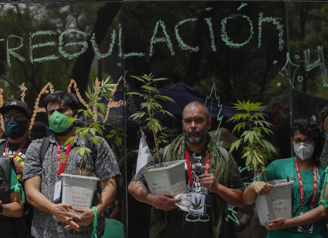 Aprueban diputados, uso recreativo de la marihuana; culminan 101 años de prohibición