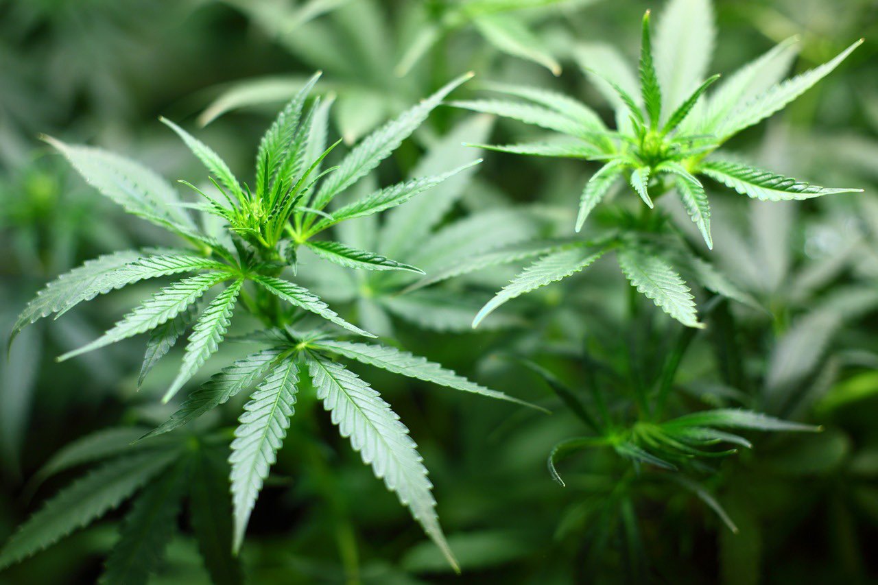 Discrepancia, confusión, inconformidad y alegría: así reaccionan poblanos ante legalización de la marihuana