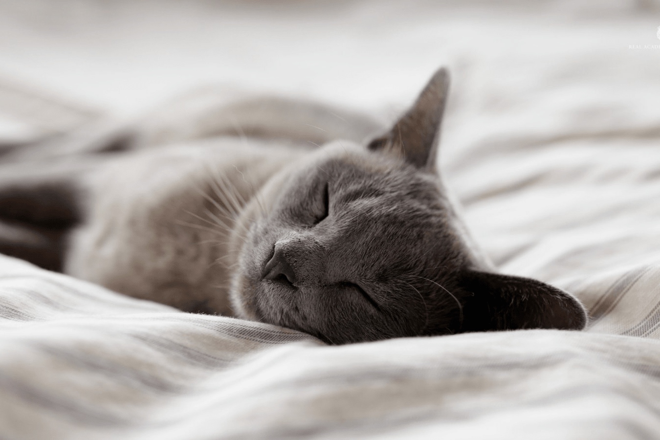 Día Mundial del Sueño; date la oportunidad de dormir bien