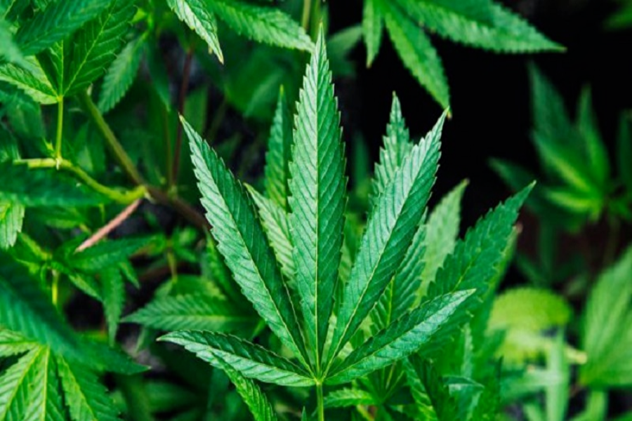 Hoy es el día de la marihuana: conoce más sobre esta planta
