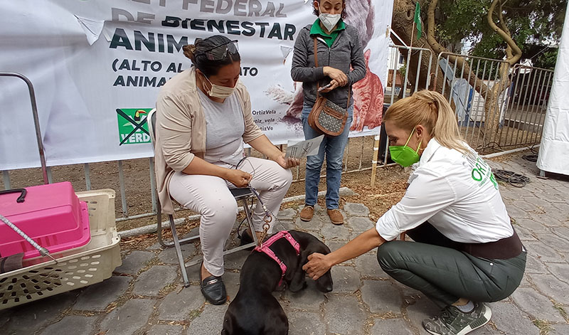 Un éxito, jornada de esterilización impulsada por Sandra Ortiz