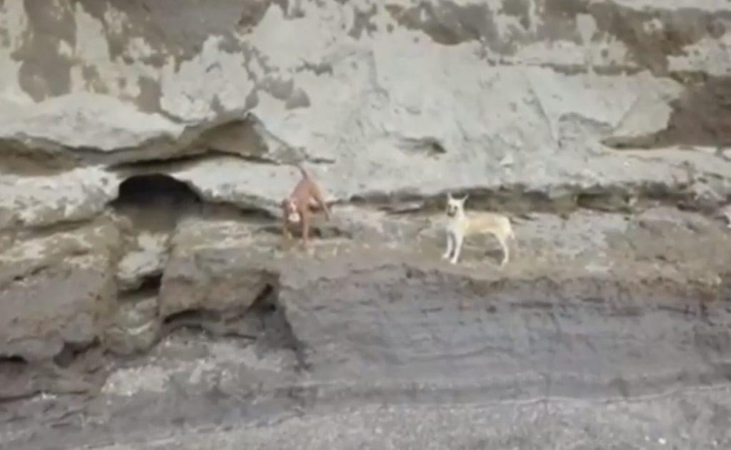 Dron capta en video a perritos atrapados en socavón de Puebla (video) ¡Están vivos!