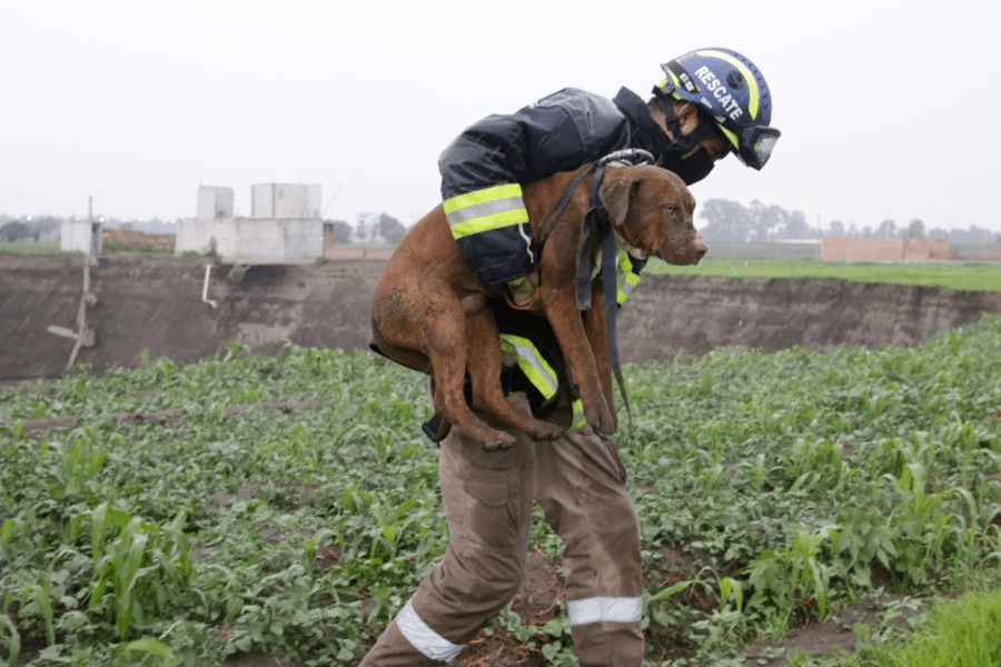 Rescatan a los perritos del socavón y todo México aplaude