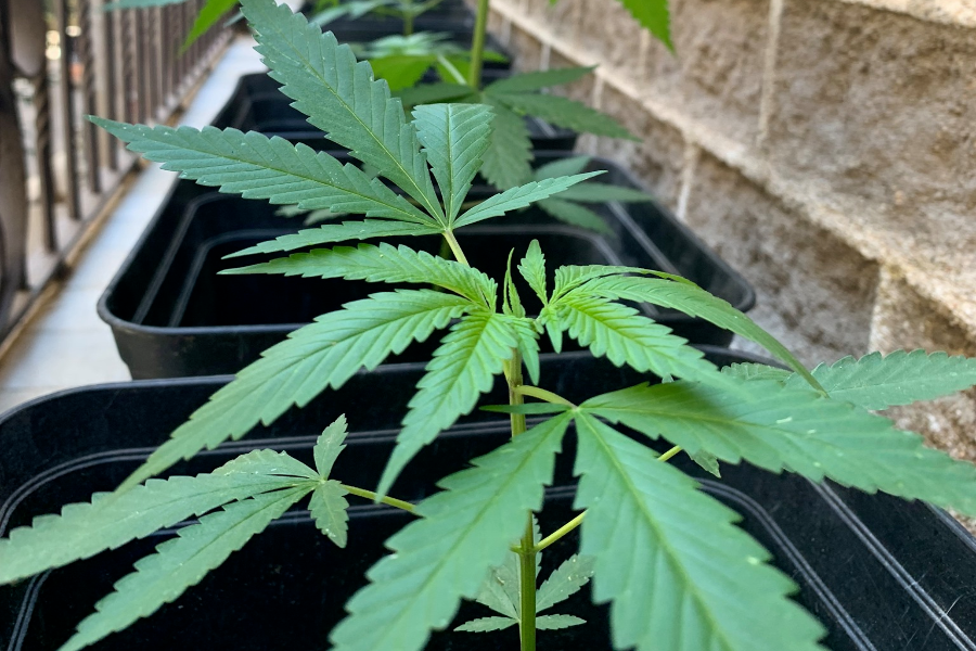 Ya es legal: publican en el DOF la inconstitucionalidad sobre la prohibición de la marihuana