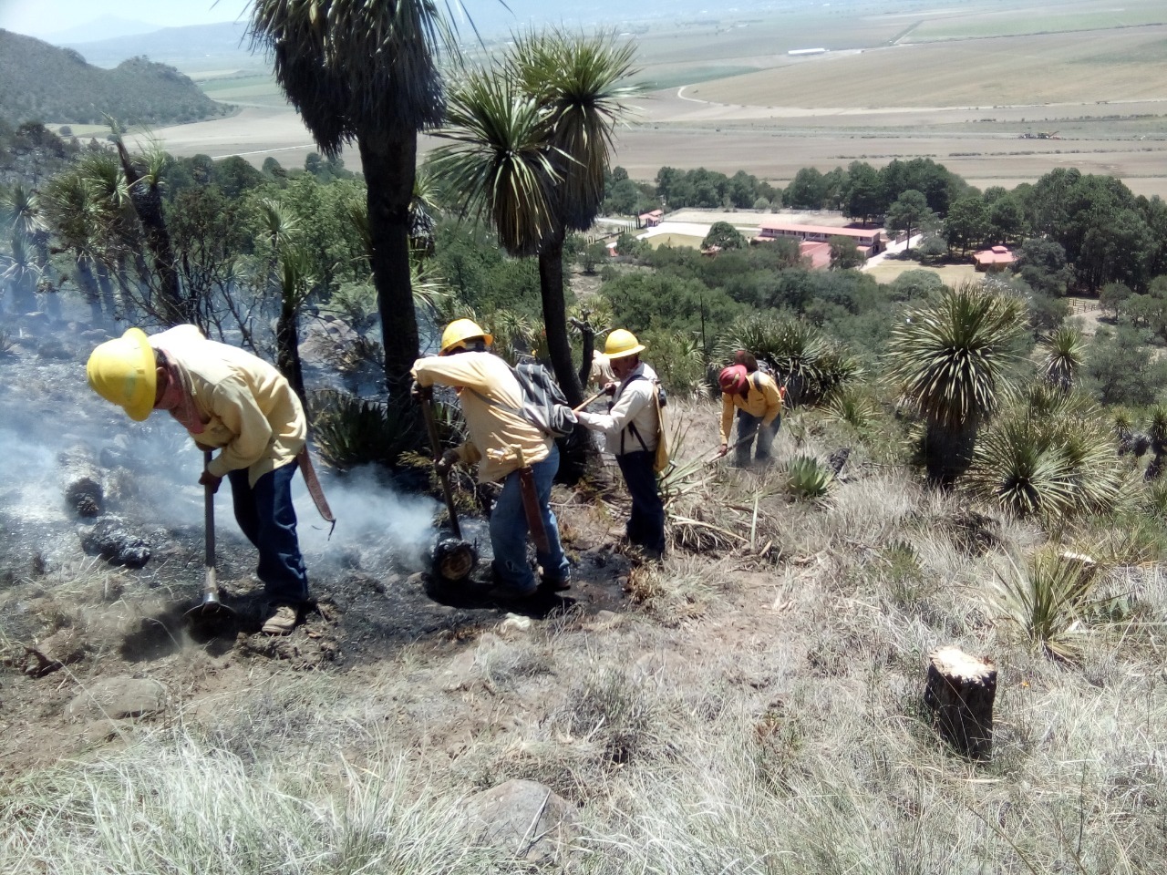 Monitoreo forestal, base para atención temprana de incendios