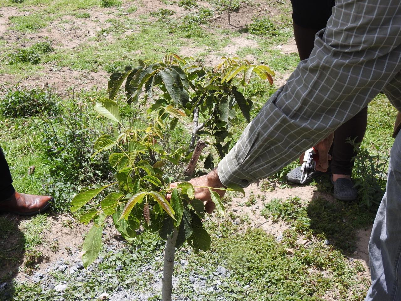 Ayuntamiento de Puebla capacita sobre la importancia y el manejo del nogal