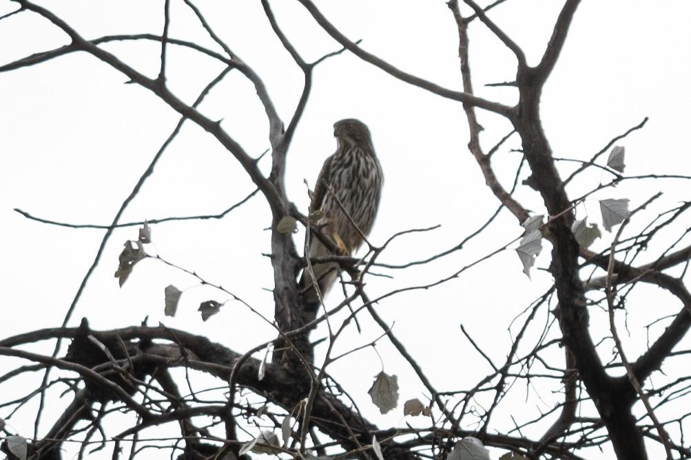 Ayuntamiento de Puebla realiza registro visual de aves en parques municipales