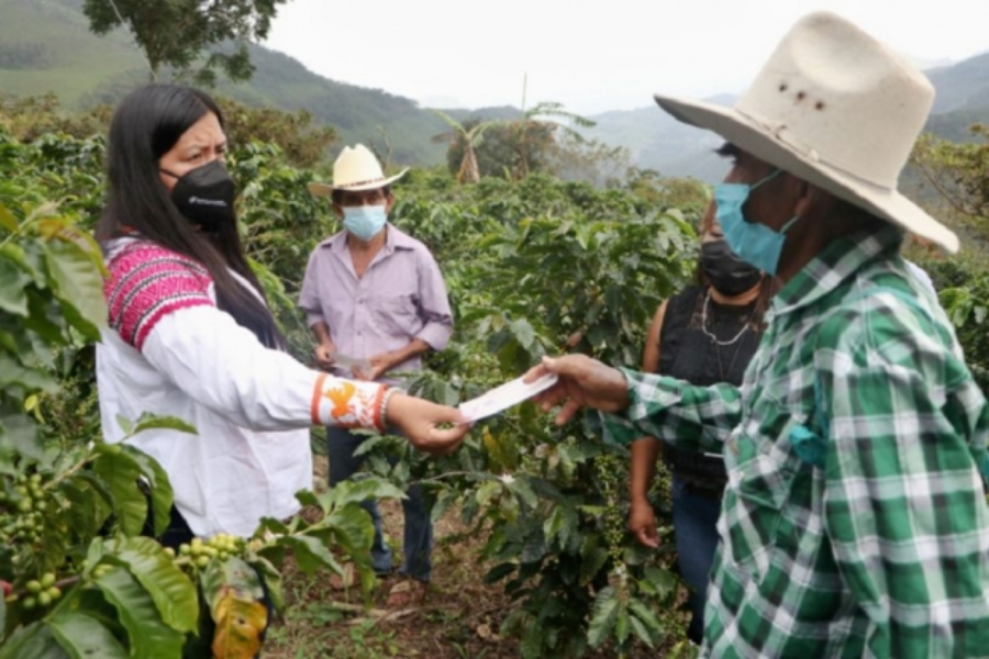 Más de 92  mdp serán destinados para indemnizar a 30 mil productores