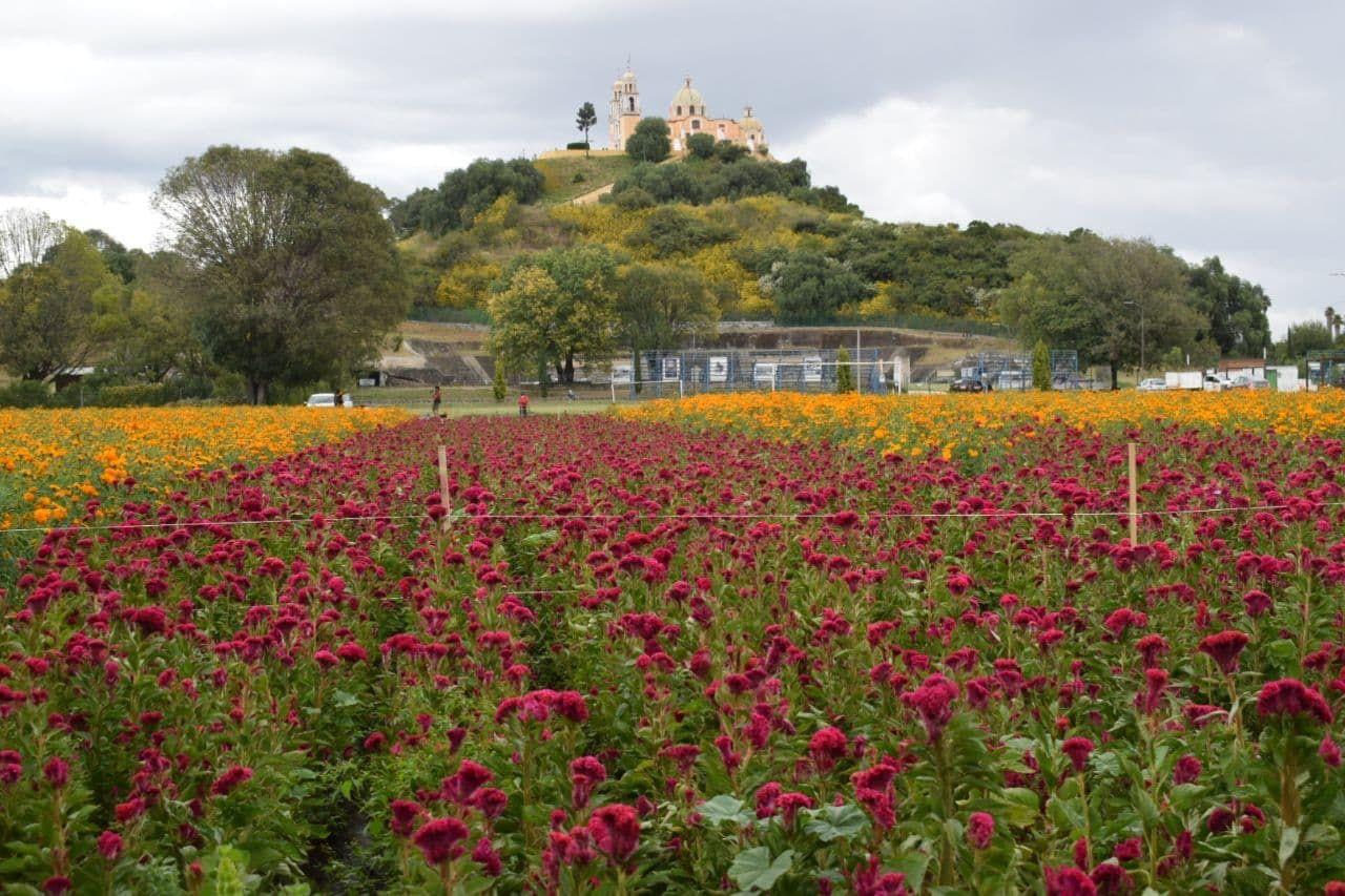 San Pedro Cholula es de los municipios con mayor producción de flor de Cempasúchil