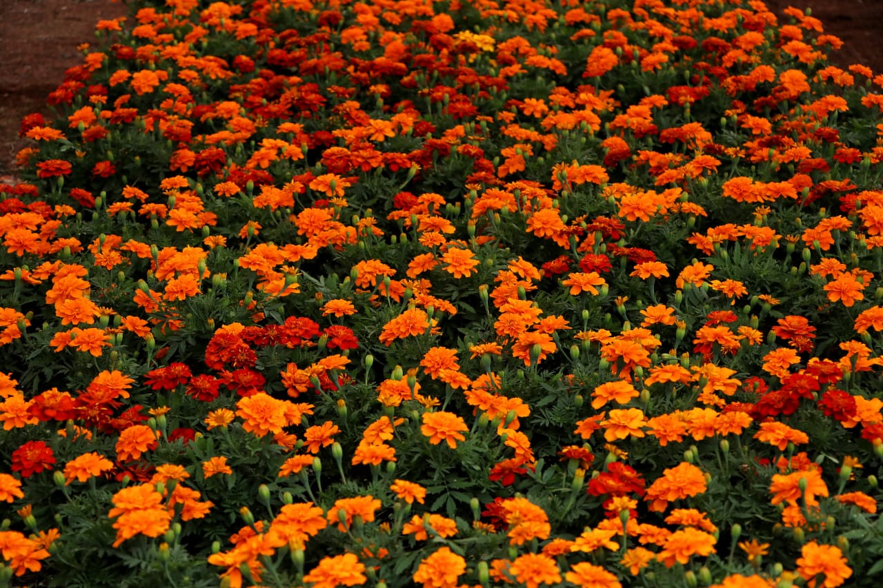 Más de 15 mil toneladas de flor de Cempasúchil se venderán en Puebla