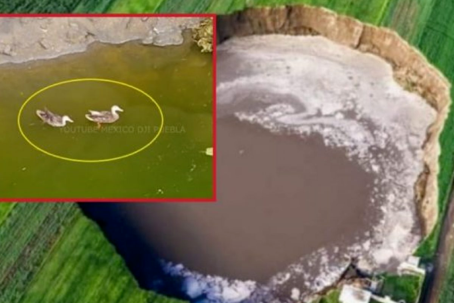 Informe califica al socavón de Puebla como un «acuífero sano»; ya hasta hay patos nadando en él