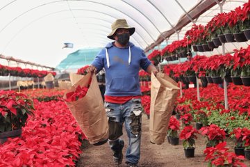 Puebla espera una  derrama económica de 85 mdp por venta de flor de nochebuena
