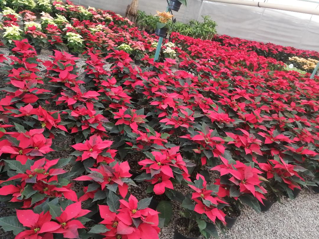 Atlixco entre los cinco municipios con mayor producción de flor de Nochebuena