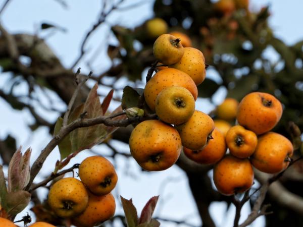 Tejocote poblano será comercializado en Michoacán