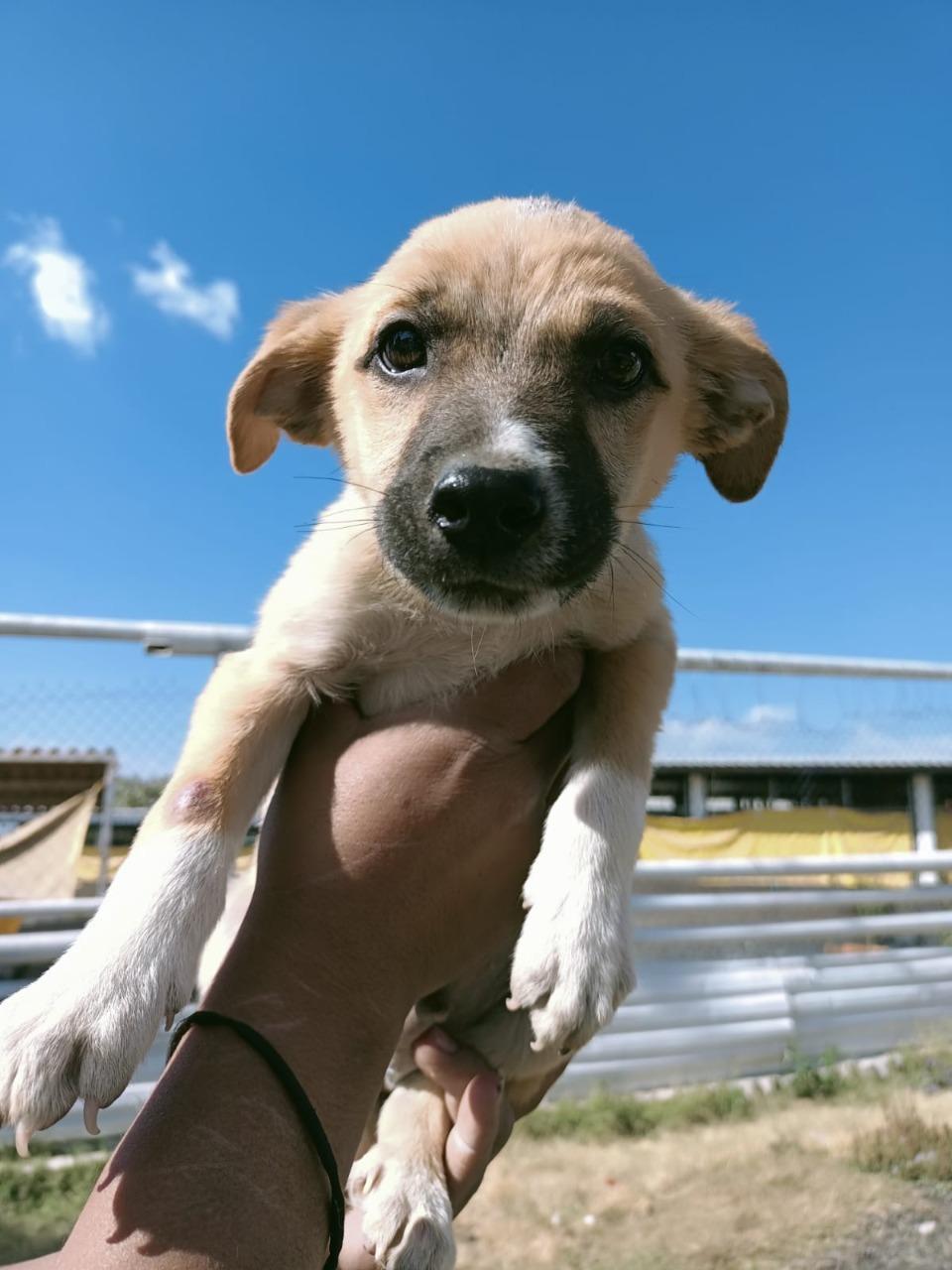 Ayuntamiento de Puebla invita a ciudadanos a adoptar a los lomitos