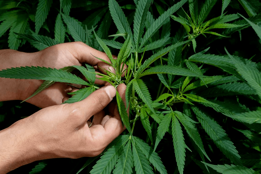 Estudio revela que dos ácidos presentes en la mariguana podrían evitar el contagio del coronavirus