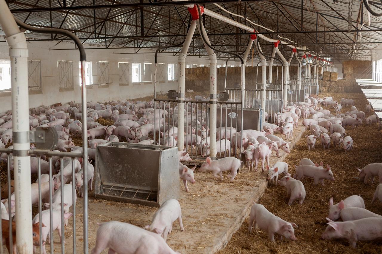 Granjas Carroll, primera empresa en México certificada por cuidado y bienestar animal