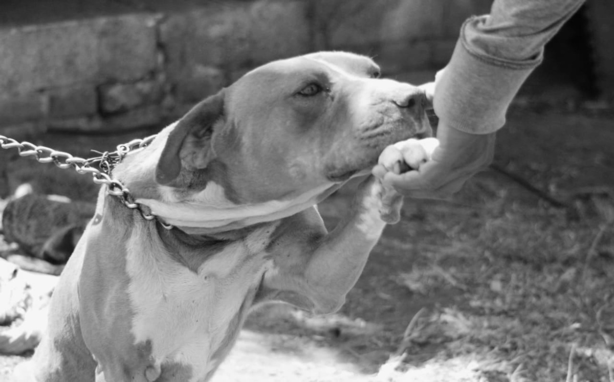 Lo condenan a tres años de cárcel por matar al perro «Kimbo» en Valsequillo