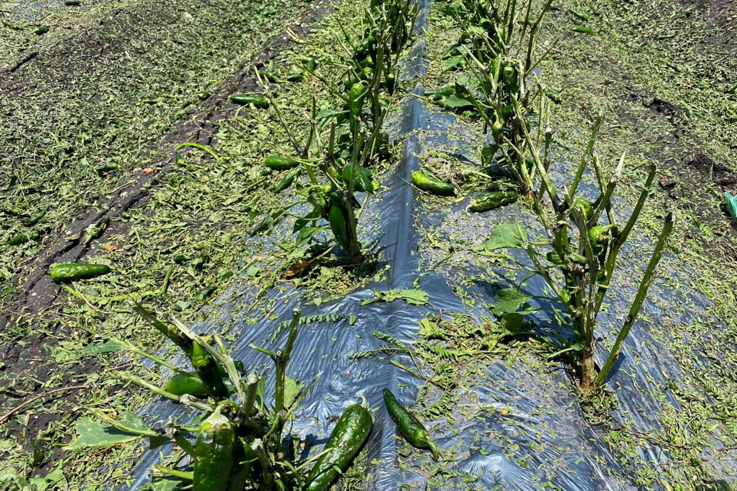 Recorre SDR cultivos afectados por granizada en ocho municipios 