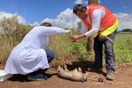 Investigador BUAP estudia patógenos en animales silvestres de Brasil que potencialicen enfermedades como la lepra 