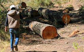 Autoridades federales y estatales acuerdan realizar acciones juntas; se atenderán los incendios forestales y la tala clandestina
