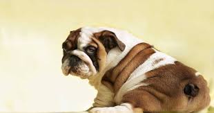 Por  cortarle la cola con tijeras a un perro en Huehuetlán El Chico, está vinculado a proceso