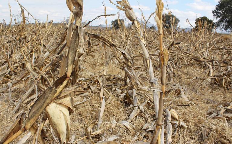 Abril y mayo serán muy calurosos y habrá sequía debido al fenómeno de «La Niña»: Medio Ambiente