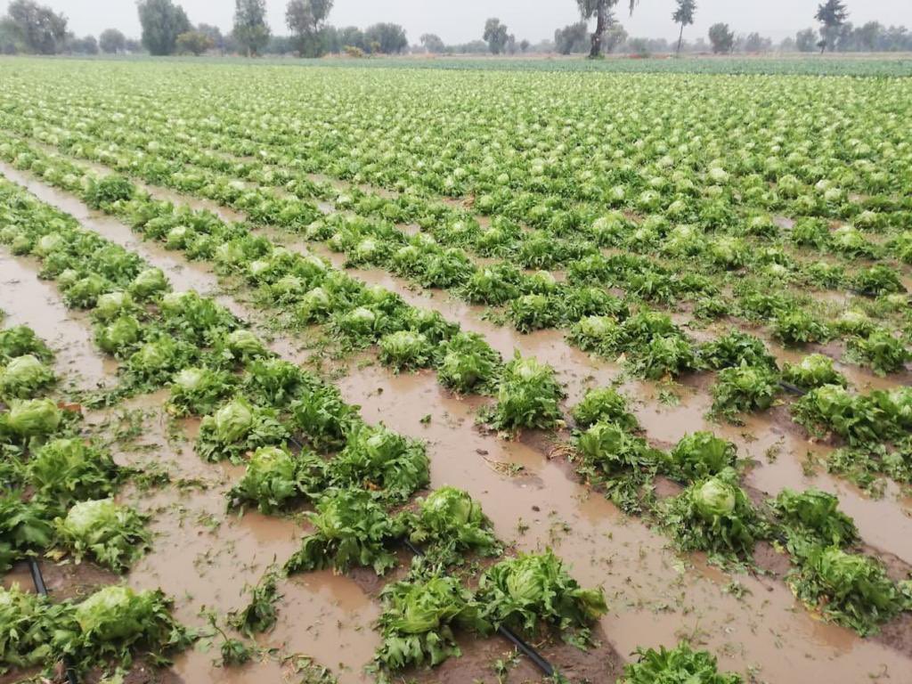 Granizada del jueves dejó daños en 500 hectáreas de cultivo en ocho municipios de Puebla