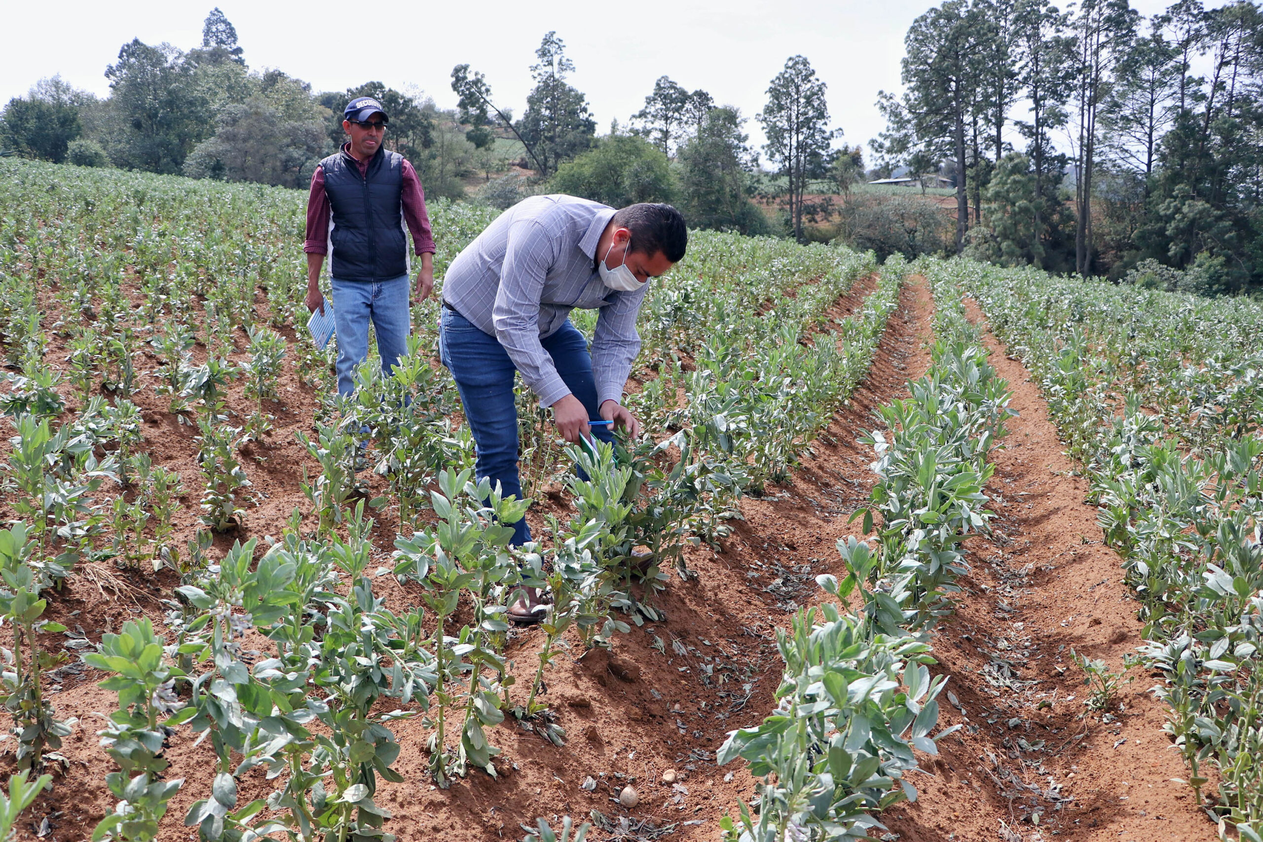 Indemnizan a 42 productores de Tlatlaya tras granizada de la semana pasada