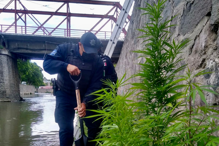 Descubren 20 plantas de marihuana en las orillas del Río Zahuapan, en plena capital de Tlaxcala