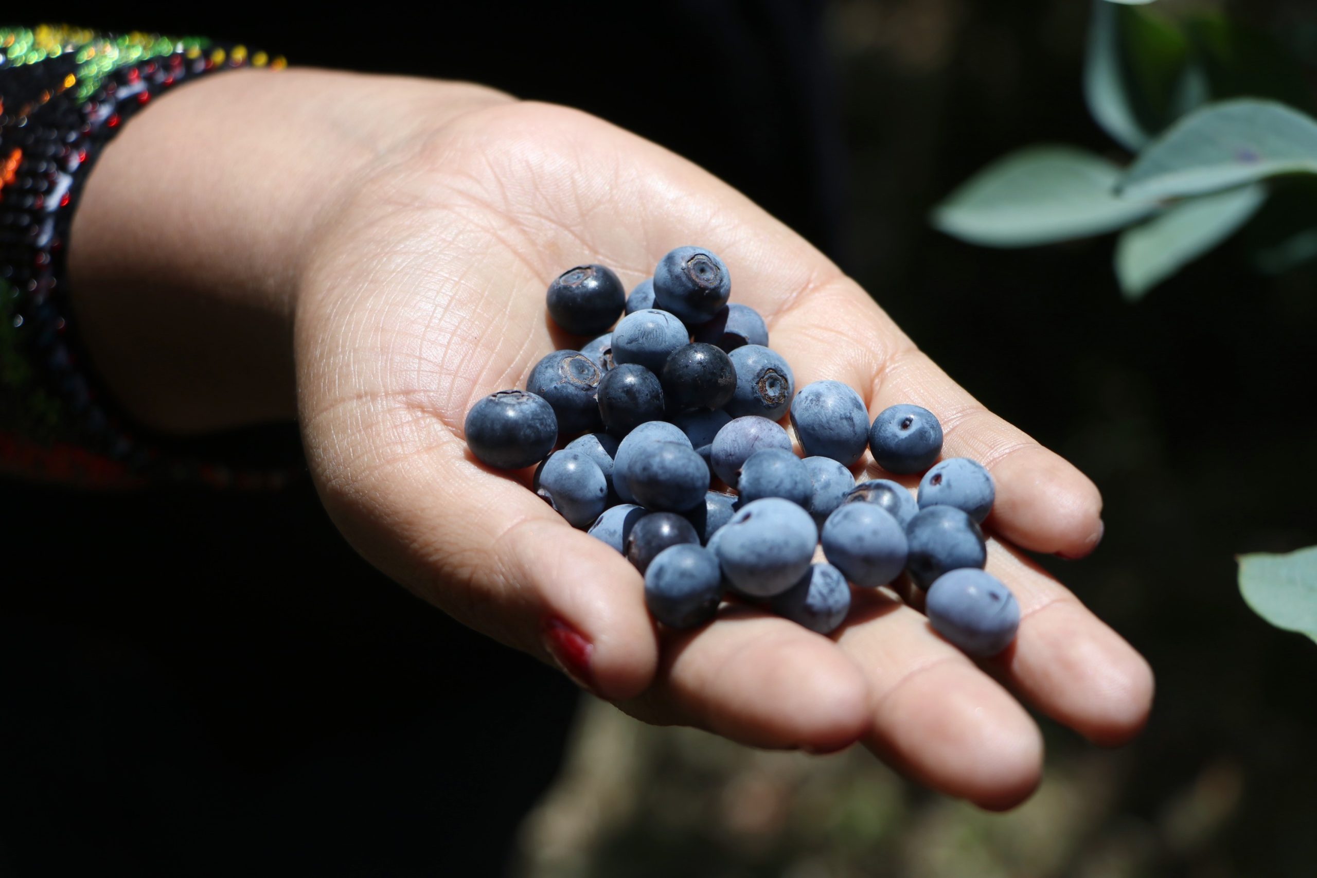 Productores poblanos exportan 500 toneladas de blueberry a Estados Unidos y Canadá