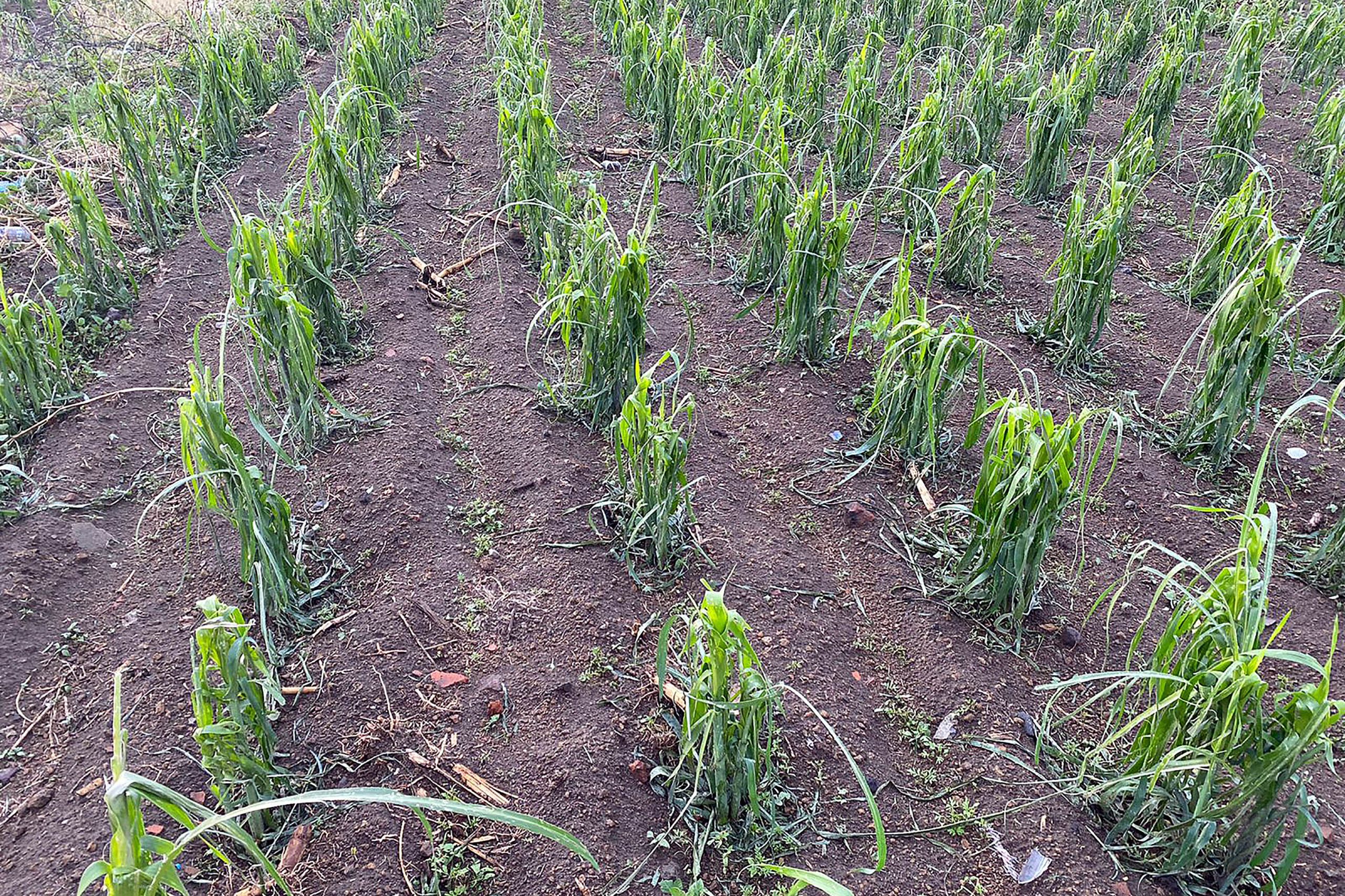Tras granizada, SDR atiende afectaciones en cultivos de Calpan