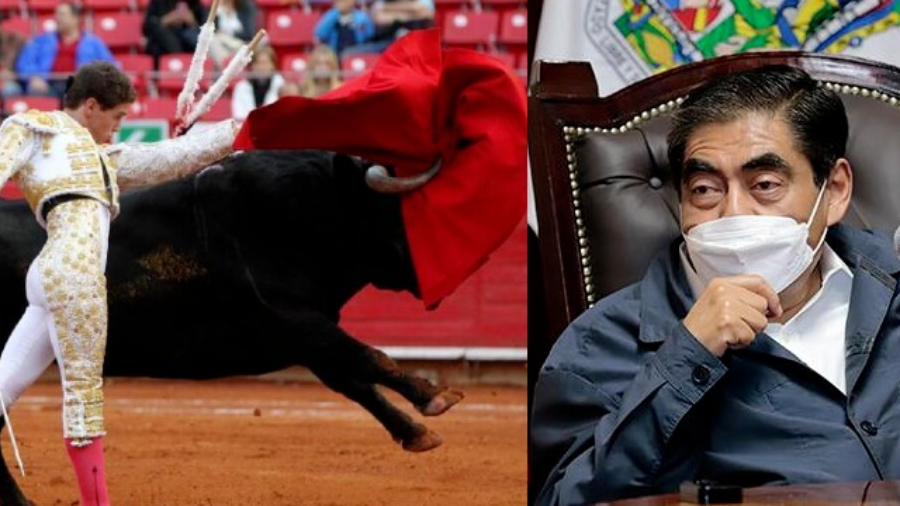 Barbosa a favor de las corridas de toros: «condenarían a la extinción las razas de lidia»