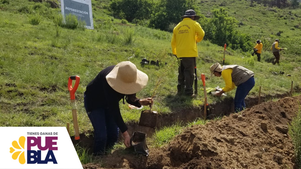 En Puebla se plantarán 9 millones de árboles y plantas en 8 zonas forestales&nbsp;