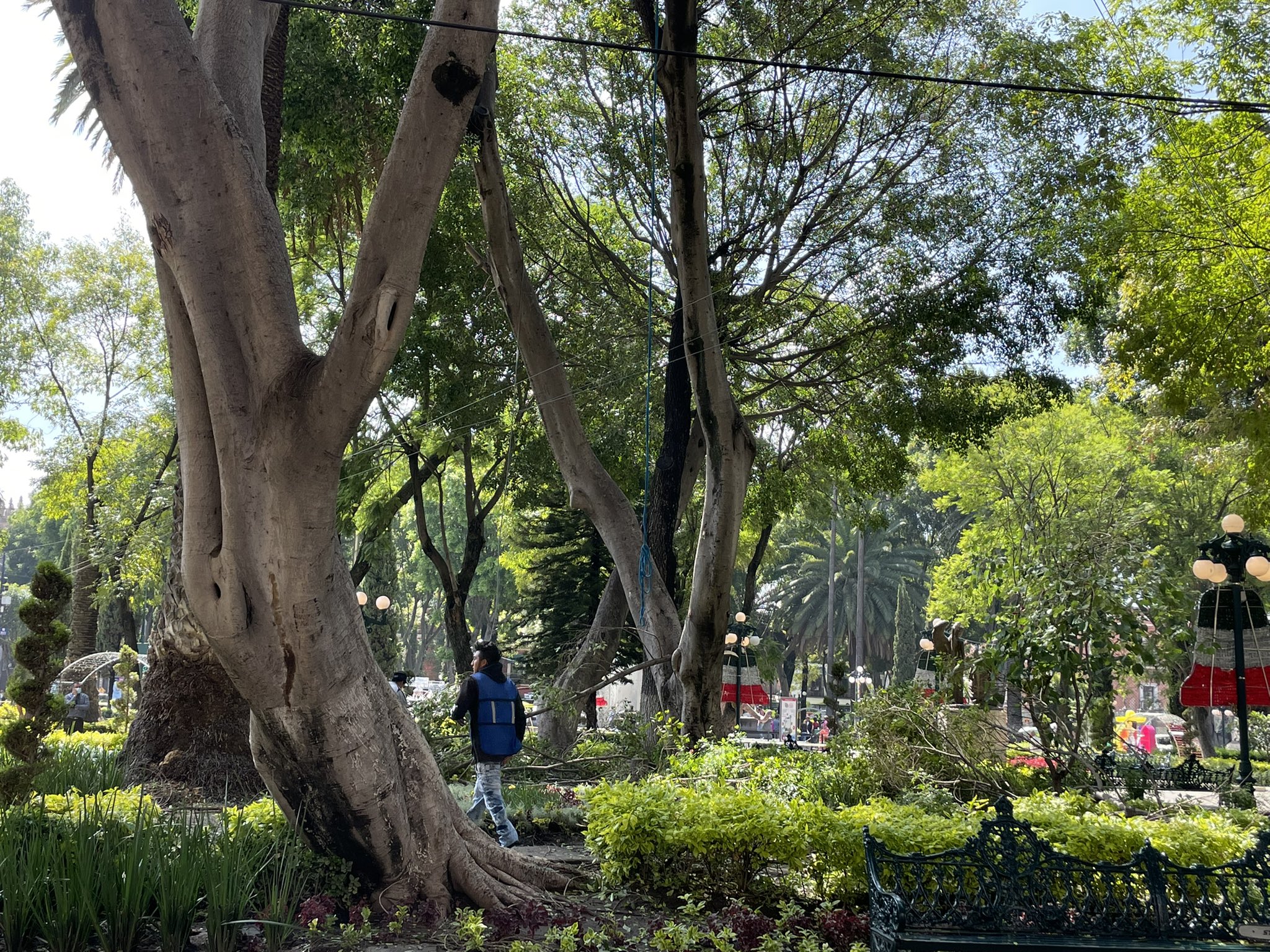 Ordena Barbosa a Medio Ambiente investigar caída de árbol en la 5 de Mayo
