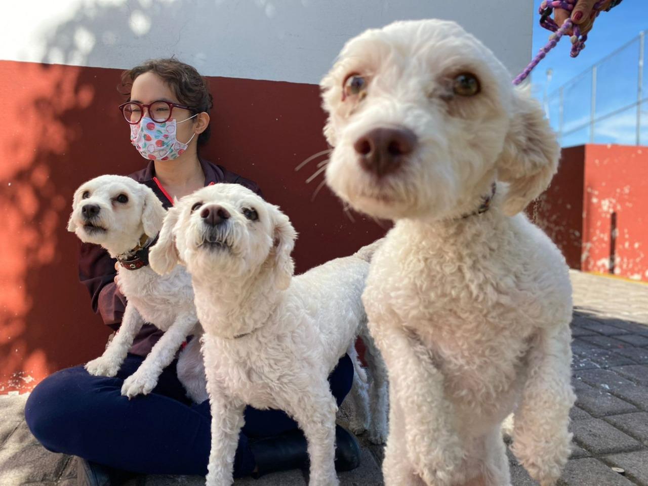 Con éxito se realizó la ”Jornada de Esterilización Gratuita para Perros y Gatos”, en San Cosme Texintla