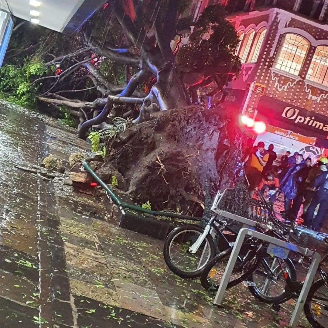 Ayuntamiento de Puebla dispuesto a colaborar con la FGE para investigar la caída del árbol que provocó la muerte de un menor&nbsp;