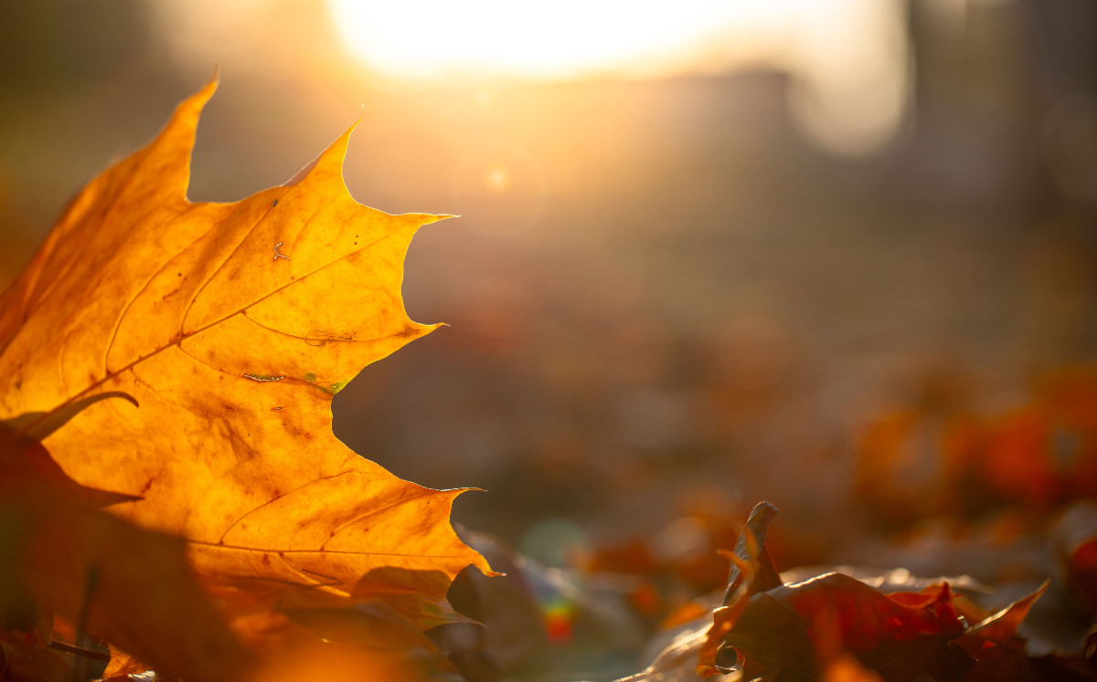 Llega el equinoccio de otoño al hemisferio norte