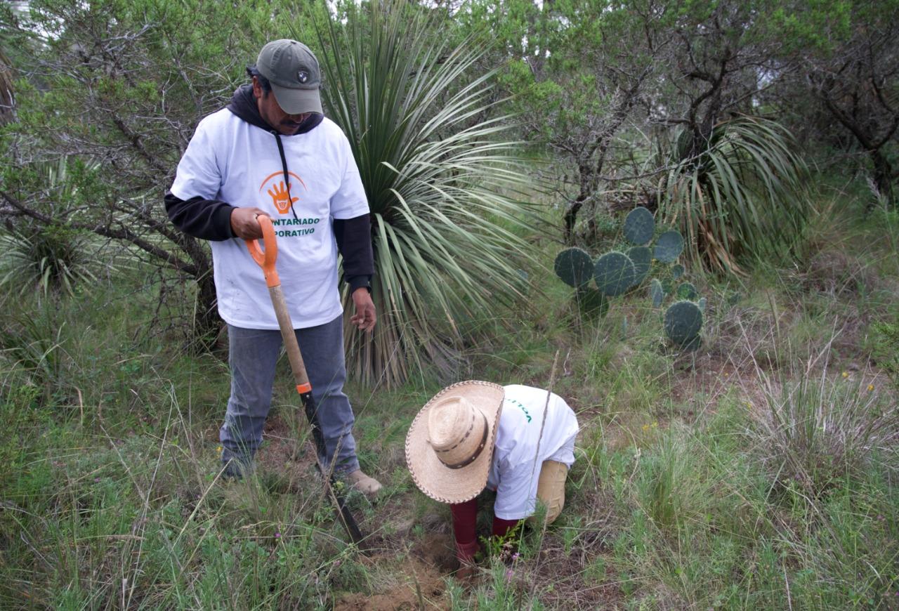 Reforesta Granjas Carroll más de 3 hectáreas en Tepeyahualco 