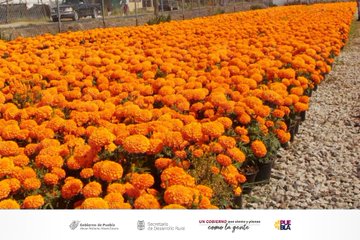 Atlixco comercializará 15 mil toneladas de flor de cempasúchil; se espera una derrama económica de 75 mdp