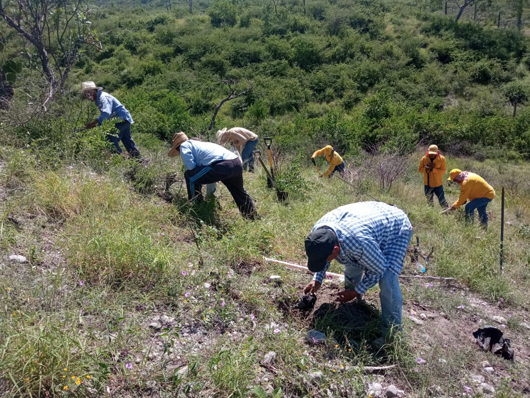 Cumple Medio Ambiente meta 2022 al plantar 257 mil árboles