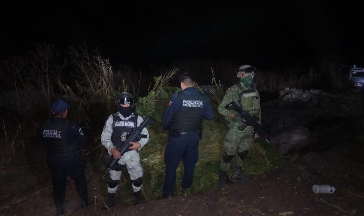 En San Andrés Azumiatla detectan&nbsp;&nbsp;un terreno de aproximadamente 200 metros cuadrados con marihuana