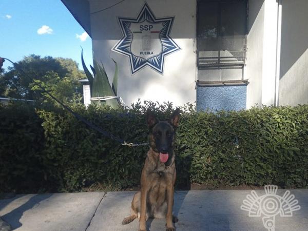 Binomios caninos detectan drogas y un celular en Centro Penitenciario Puebla