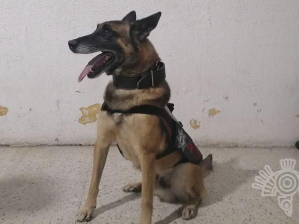 Tras revisiones en centros penitenciarios, oficiales caninos detectan droga: SSP