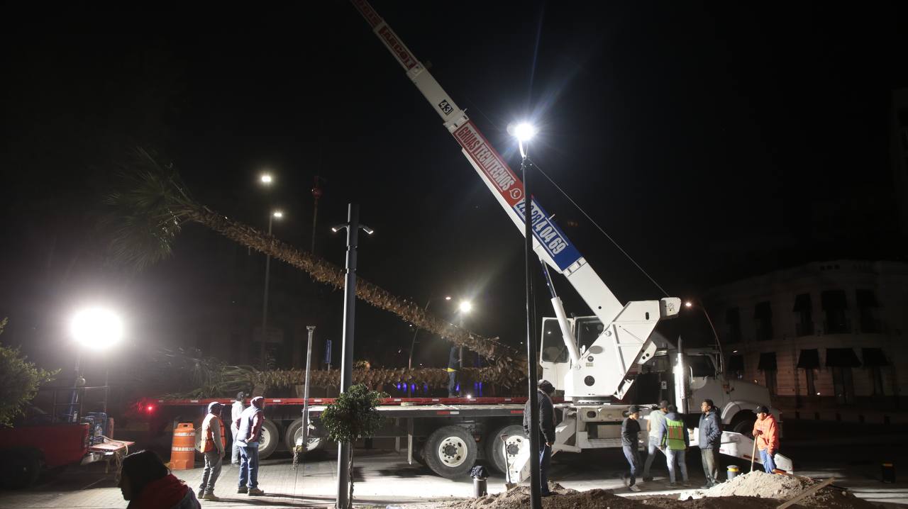 Ayuntamiento de Puebla planta palmeras en la Avenida Juárez y Paseo Bravo