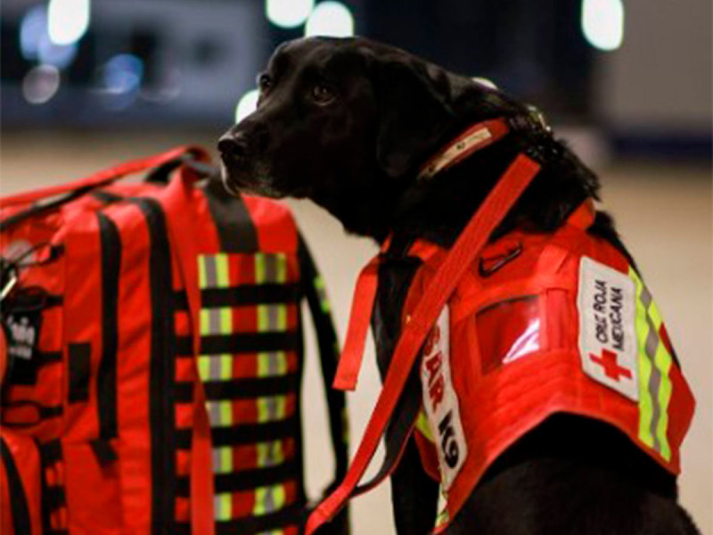 July y Rex, los perritos rescatistas mexicanos que viajarán a Turquía