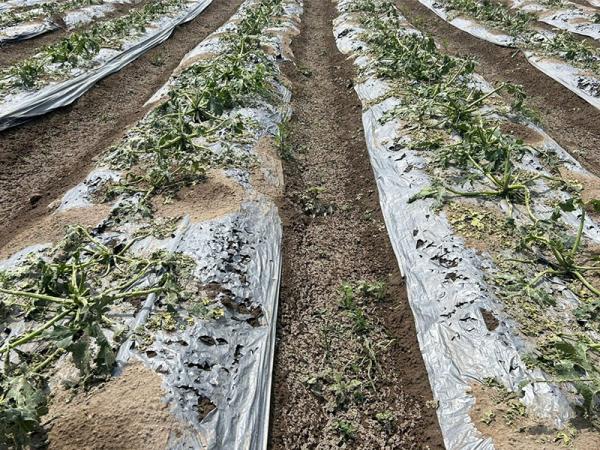 Arranca  cuantificación de daños por granizo en Felipe Ángeles y Quecholac