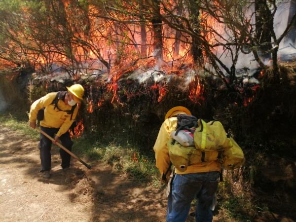 Extinguidos 282 incendios forestales en más de cuatro meses