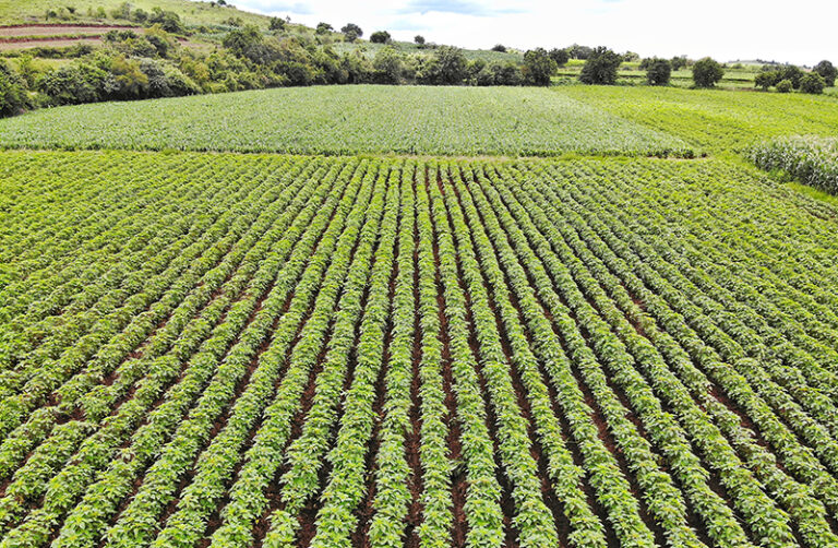 Habrá 250 mdp para el campo poblano