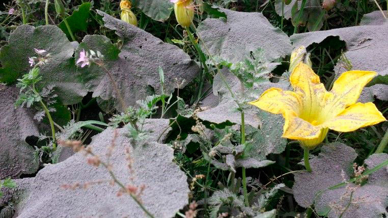 Más de 6 mil hectáreas de cultivo están en riesgo en Xalitzintla por caída de ceniza